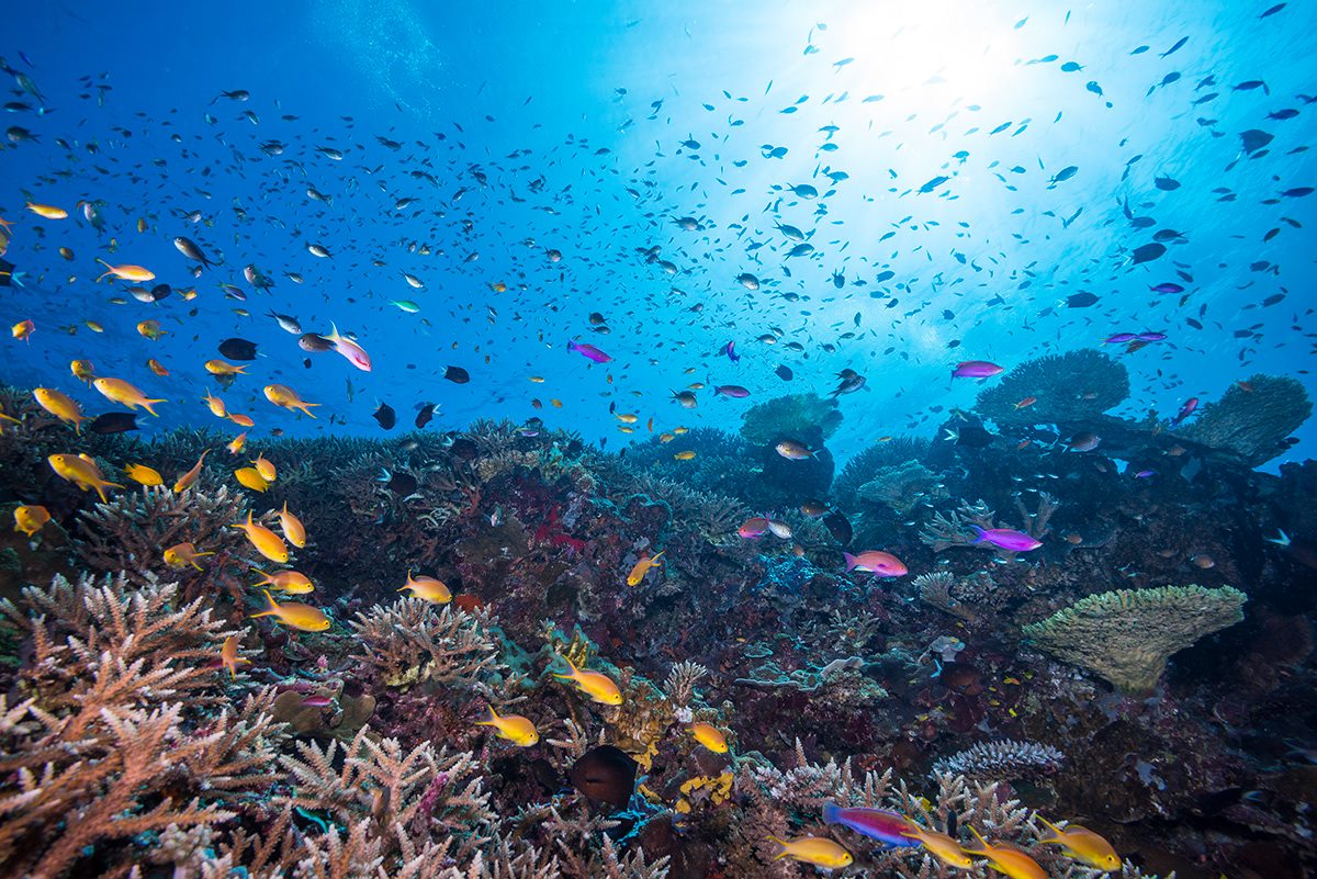 Tufi Resort diving in Papua New Guinea 