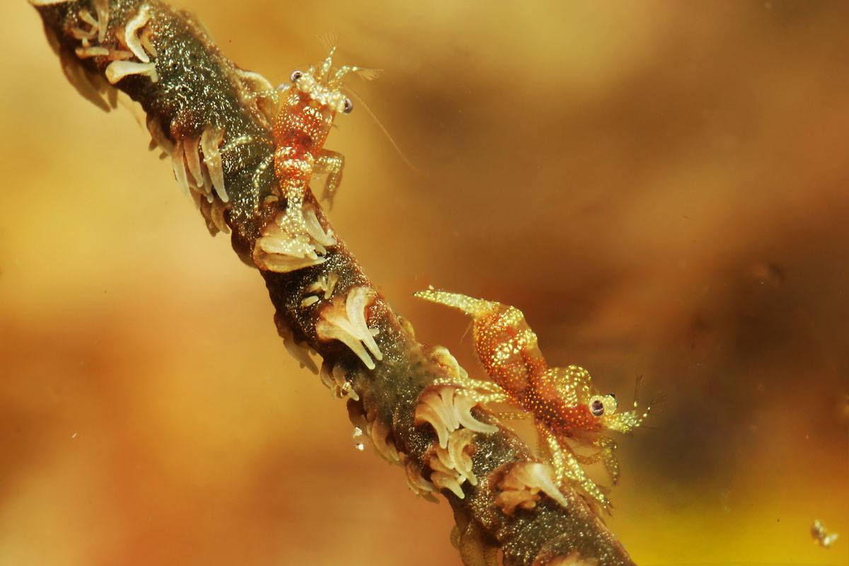 Wire coral shrimps in Raja Ampat with Pindito