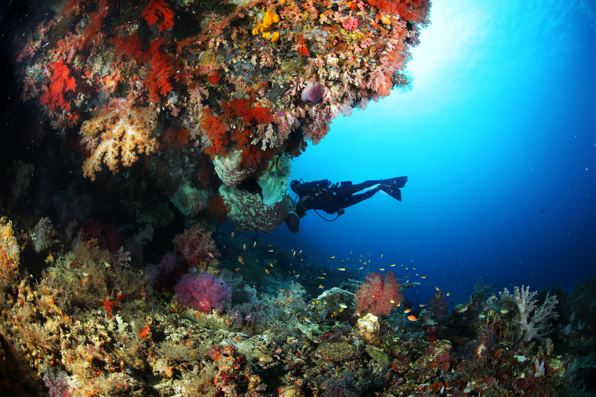 Dive cruises in Forgotten Islands Indonesia with Pindito