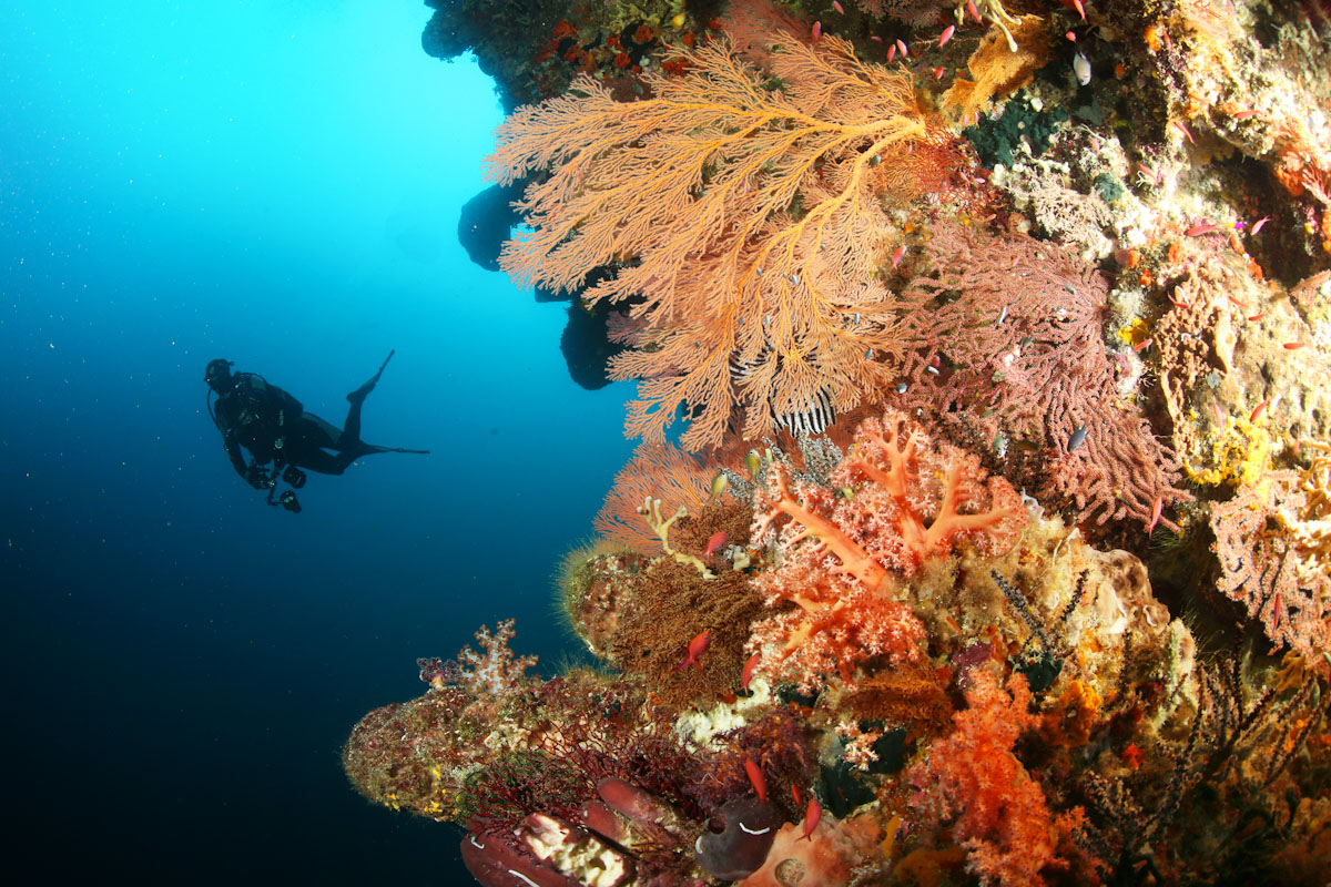 Dive cruises in Forgotten Islands Indonesia with Pindito