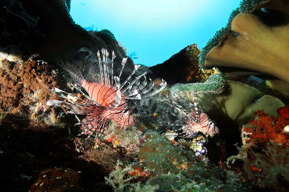 Couple of Pterois in Banda Sea with Pindito