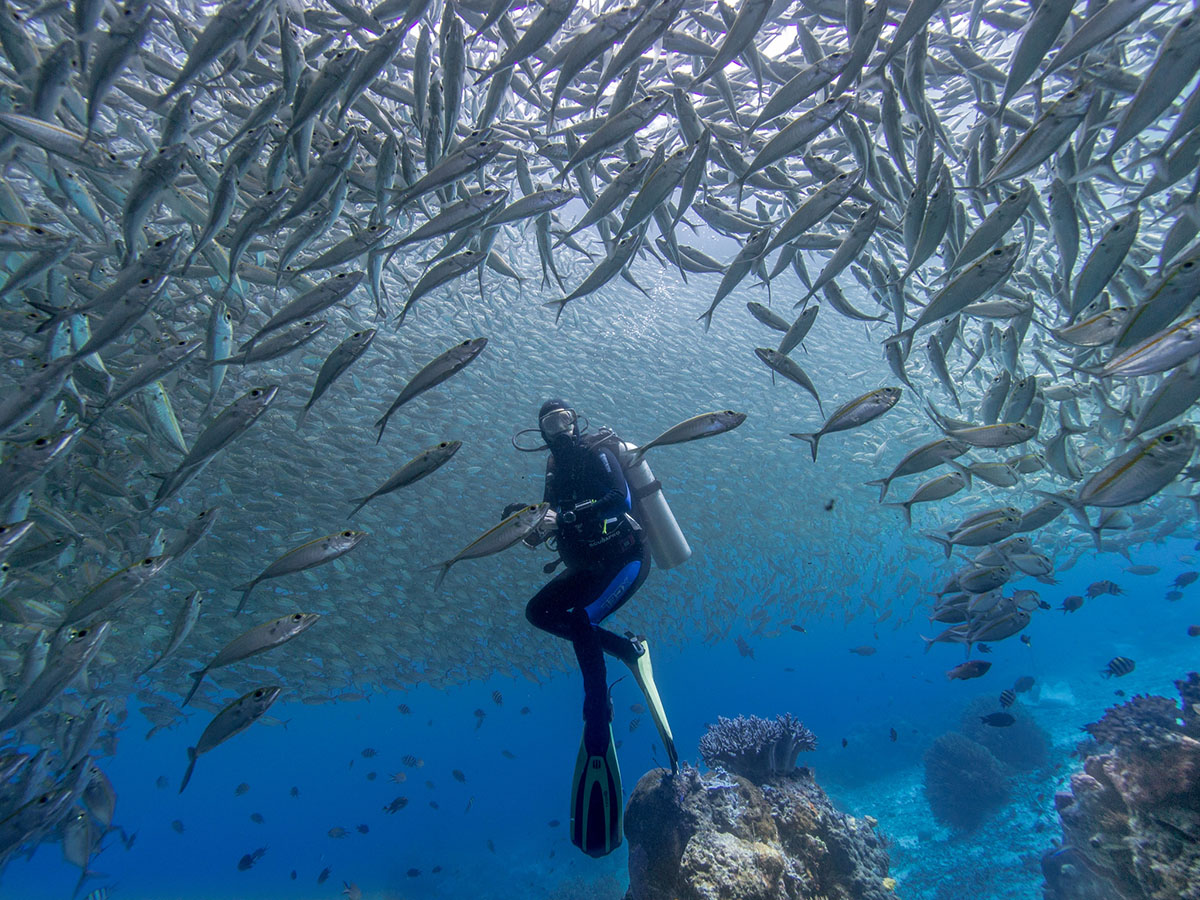 House reef at Raja 4 Divers Resort