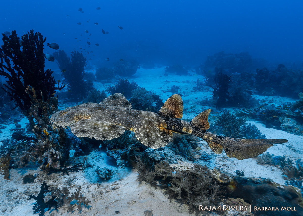 Wobbegong at Raja 4 Divers Resort
