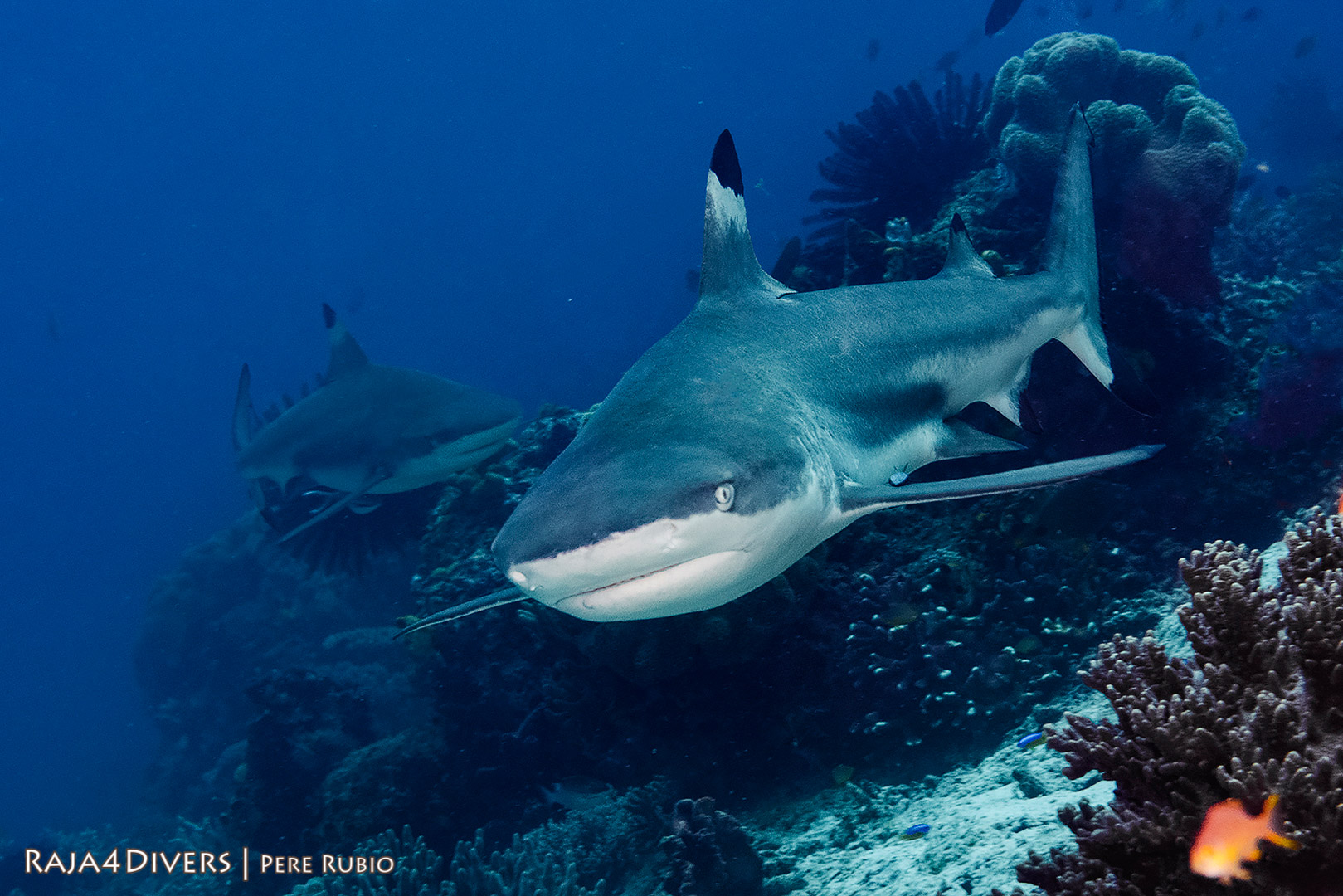 Blacktip shark at Raja 4 Divers Resort