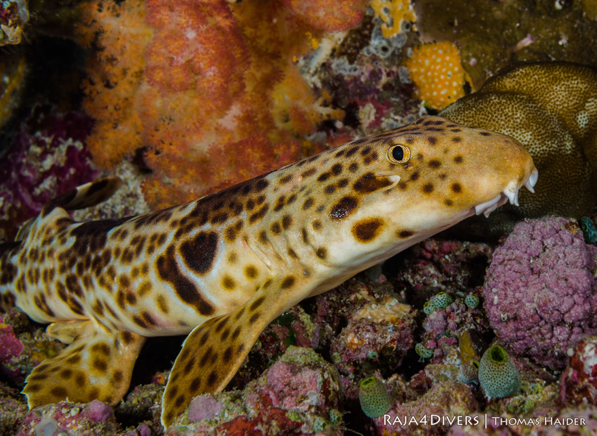 Eppaulette shark at Raja 4 Divers Resort
