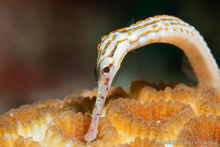 Pipefish at Raja 4 Divers Resort