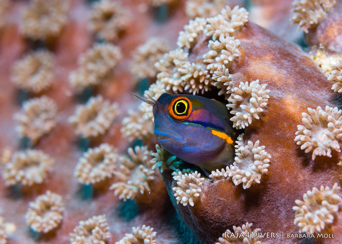 Blenny fish at Raja 4 Divers Resort