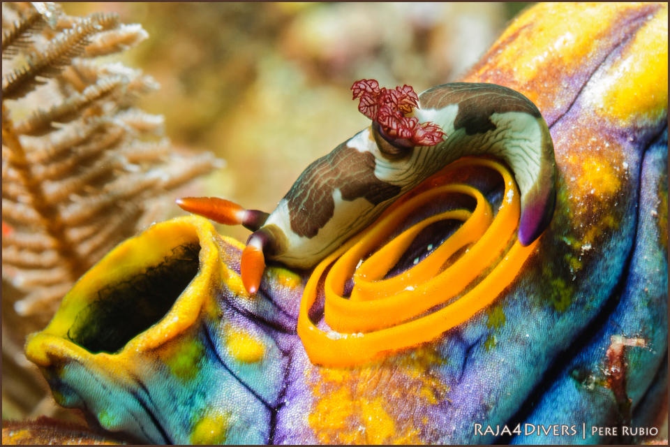 Nudibranch at Raja 4 Divers Resort