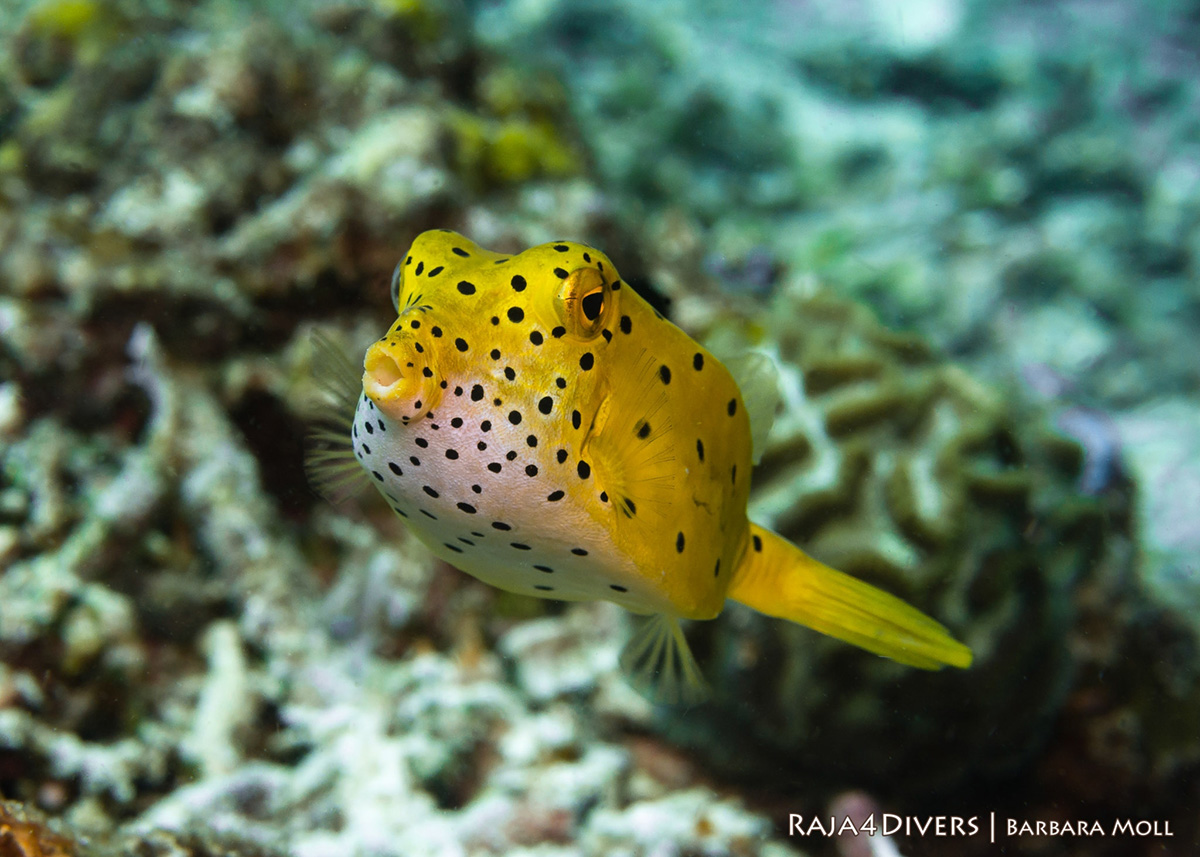 Yellow boxfish at Raja 4 Divers Resort