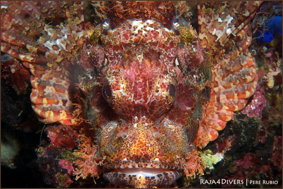 coripionfish at Raja 4 Divers Resort