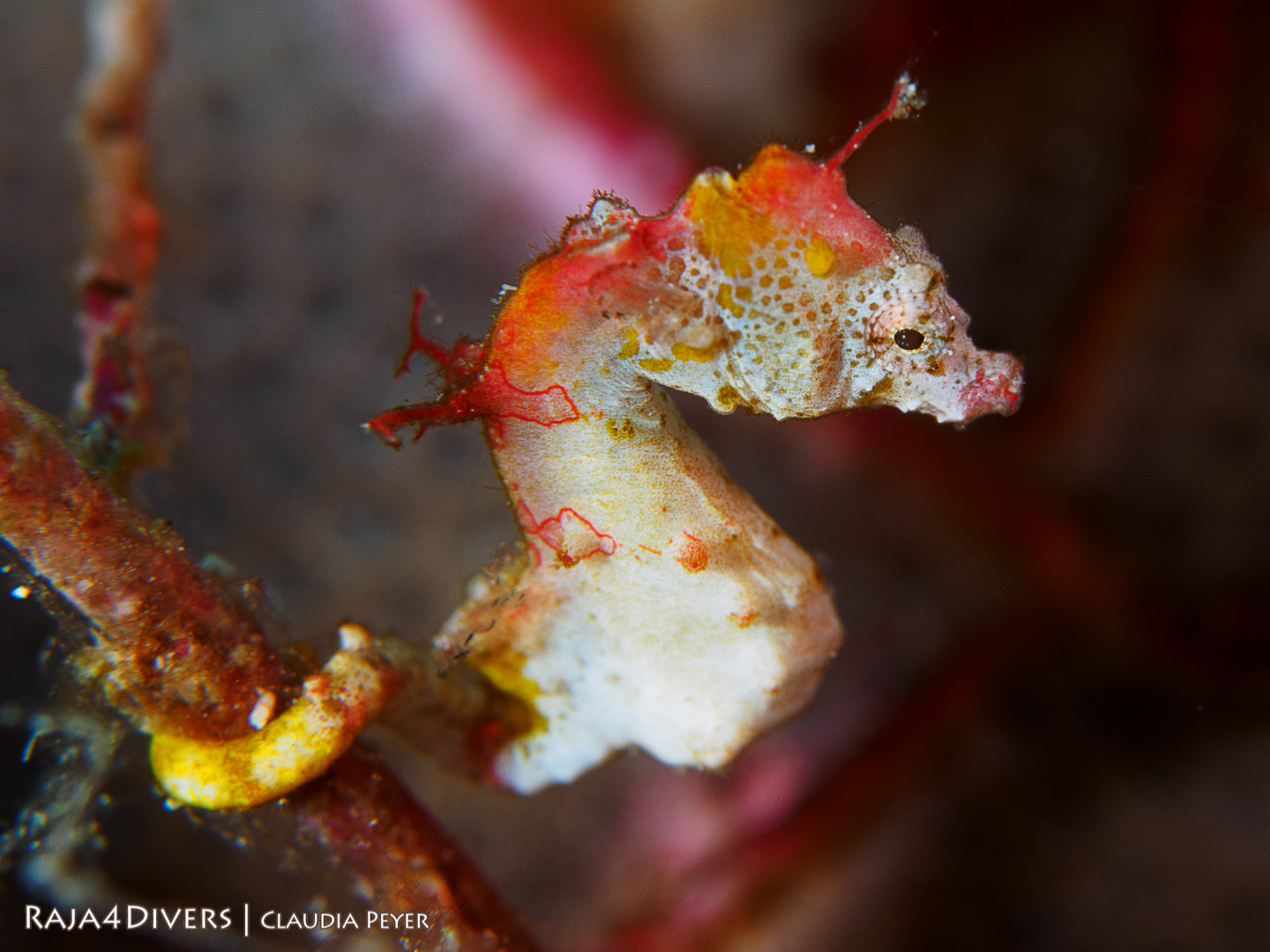 Pontohi pygmy seahorse at Raja 4 Divers Resort