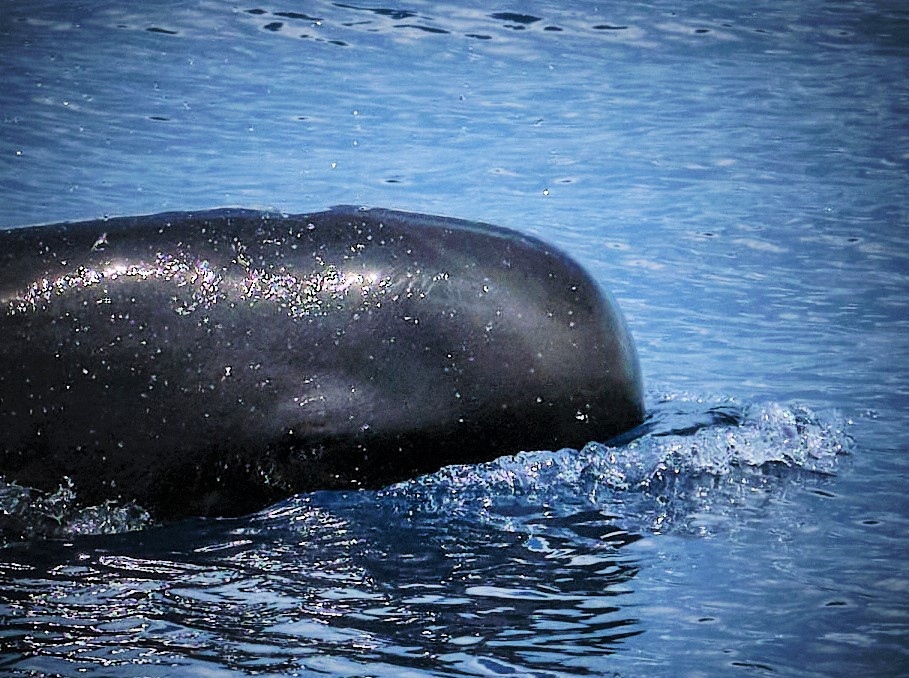 Sperm whale at Raja 4 Divers Resort