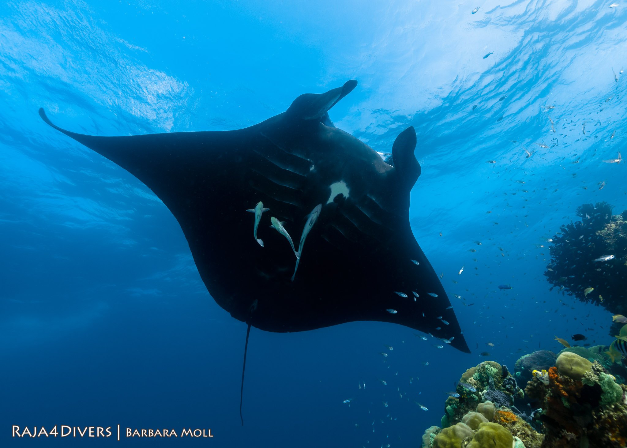 Black manta at Raja 4 Divers Resort