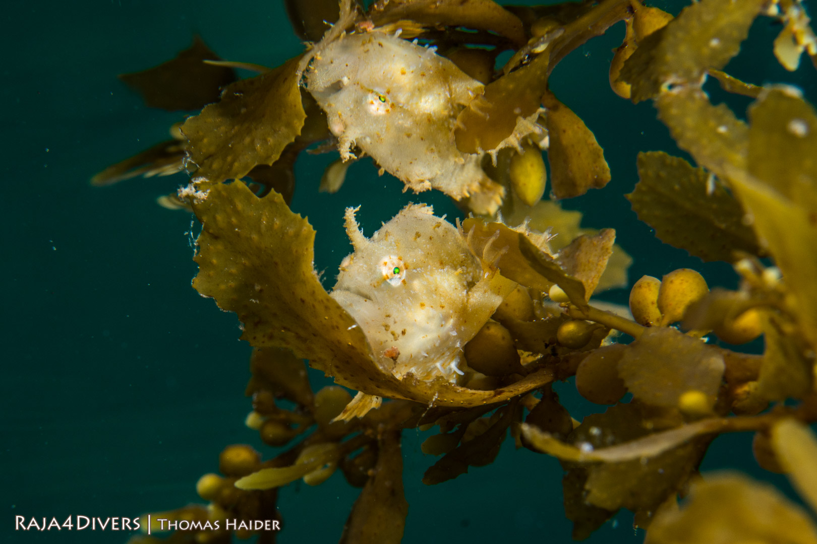 Couple of tiny frogfishes at Raja 4 Divers Resort