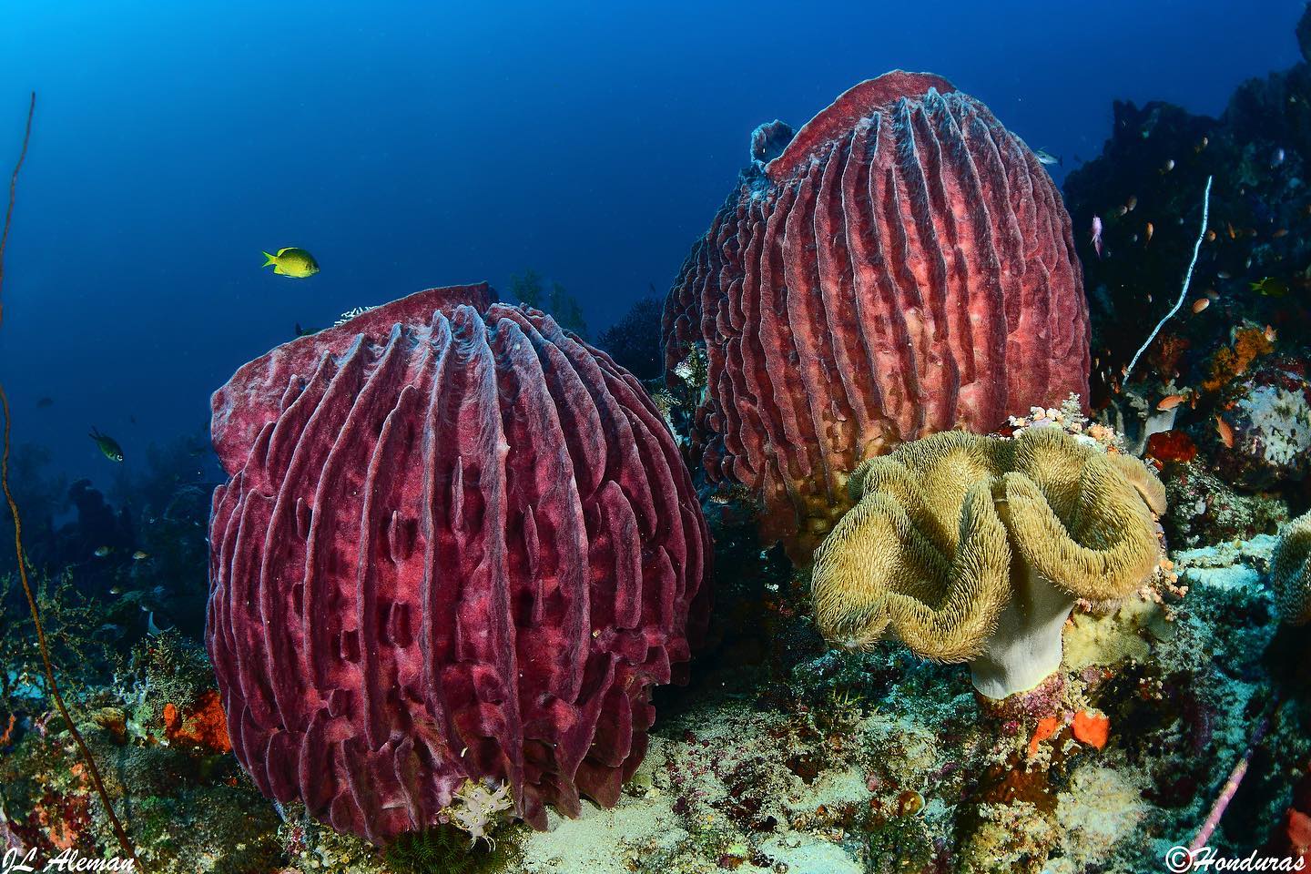 Raja Ampat-Halmahera dive cruise