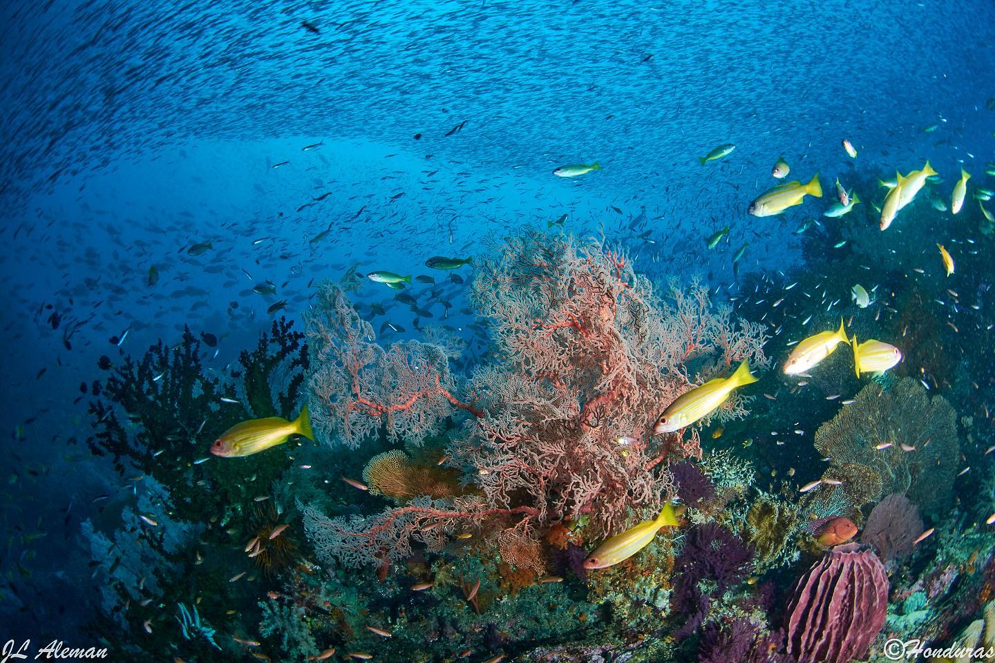 Sorong-Ternate dive cruise