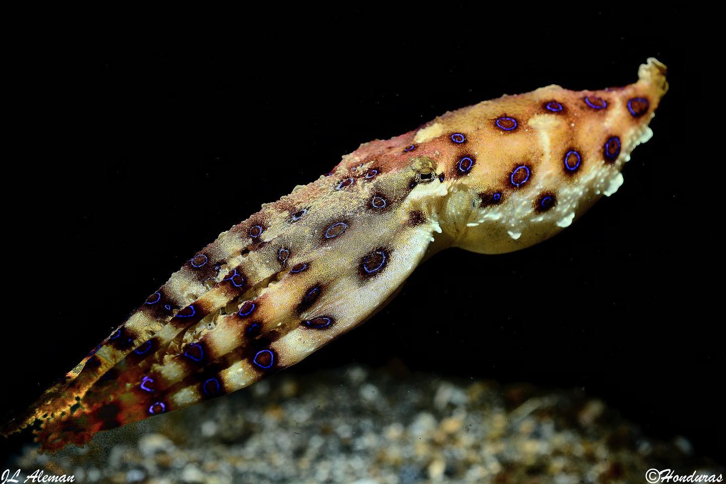 Sorong-Bitung dive cruise