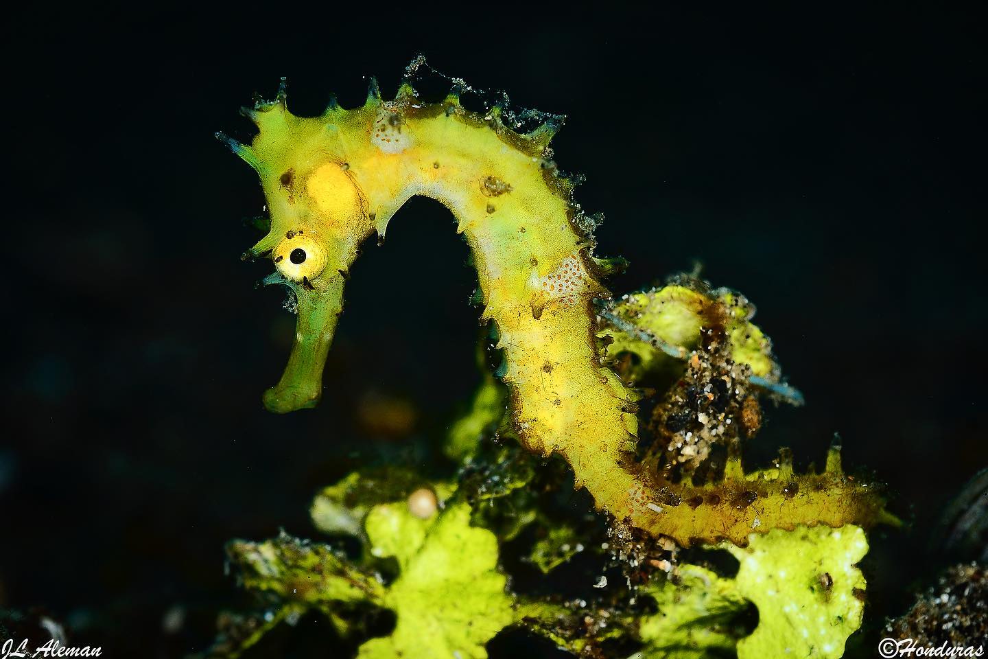 Raja Ampat-Halmahera dive cruise