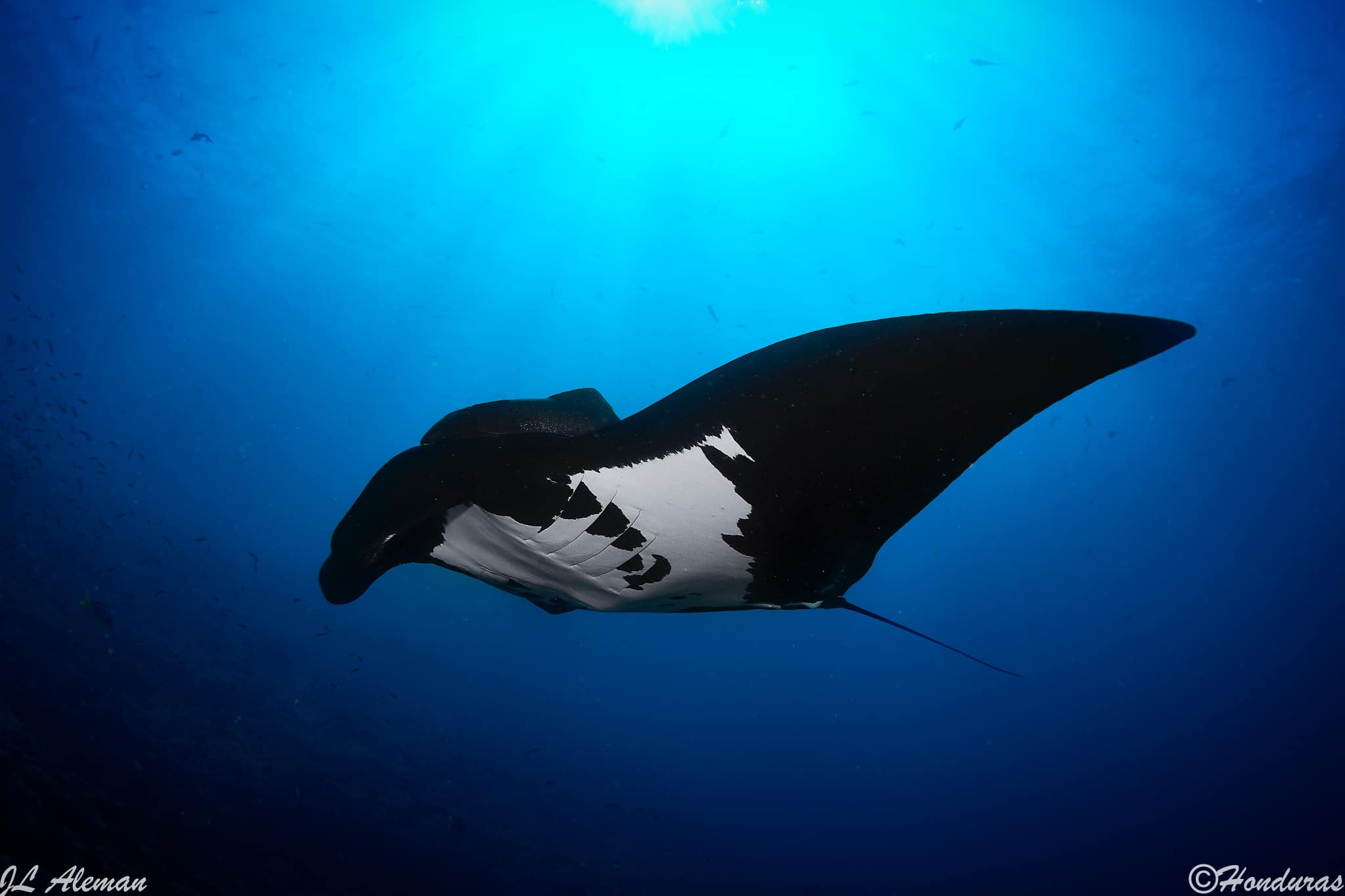 Raja Ampat-Lembeh dive cruise
