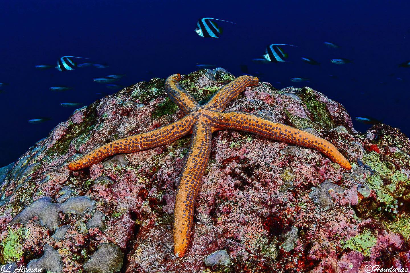 Raja Ampat-Halmahera dive cruise