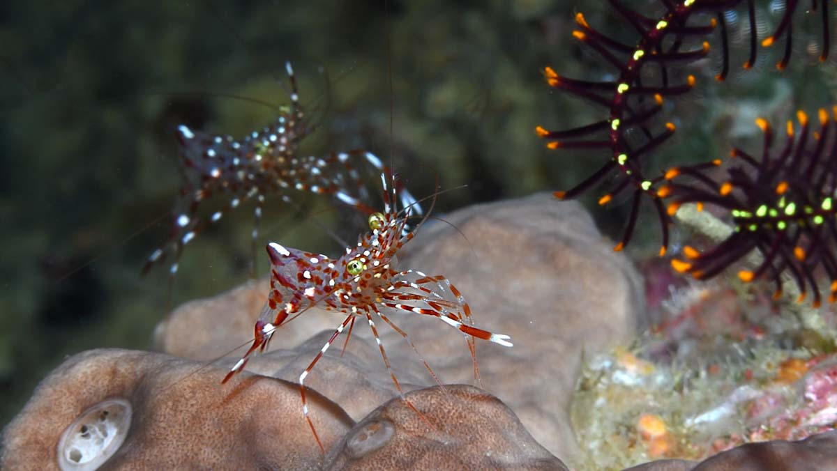 Urocaridella shrimp seen on the Ring of Fire cruise