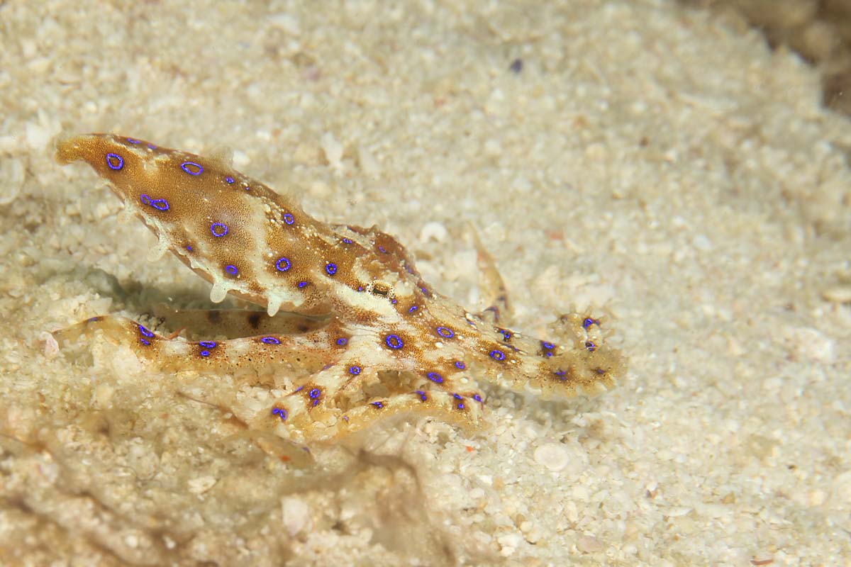 Hapalochlaena lunulata seen on the Ring of Fire cruise