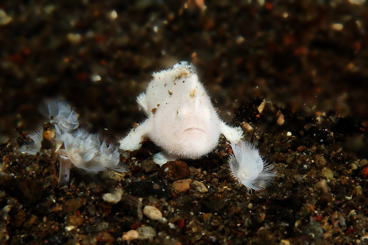 Tiny white hairy frogfish seen on the Ring of Fire cruise