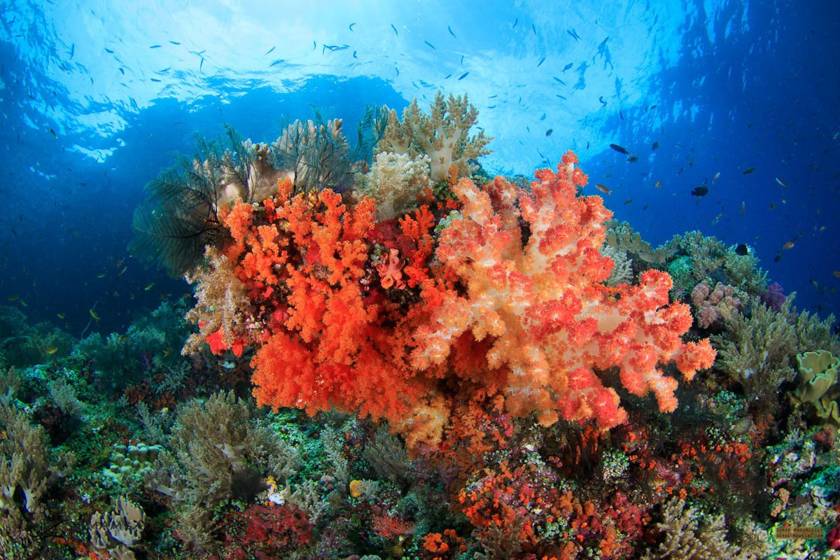 Dive cruises in Raja Ampat with Samambaia