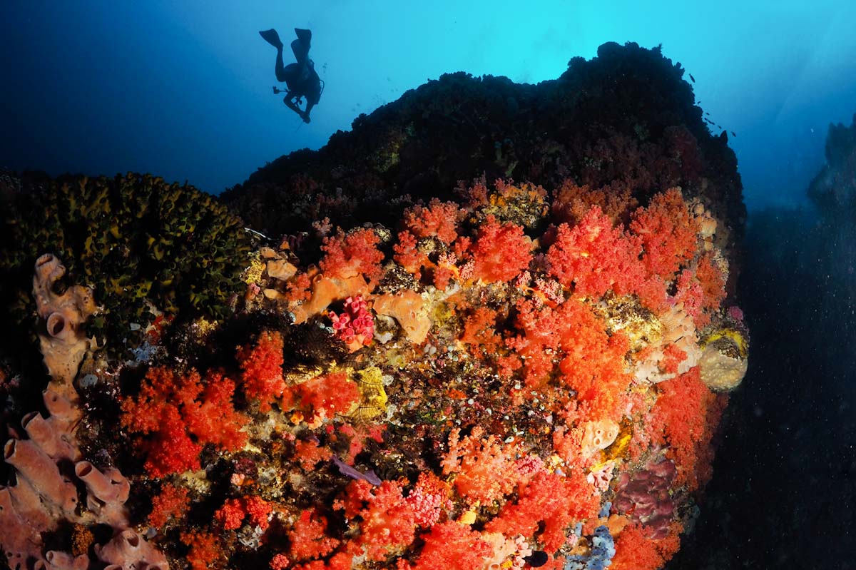 Dive cruises in Alor with Samambaia