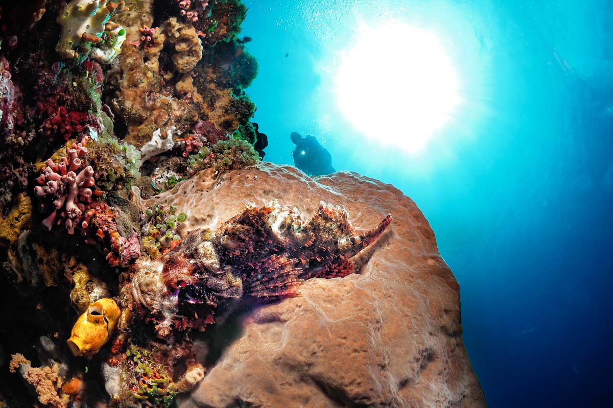Dive cruises in Alor with Samambaia