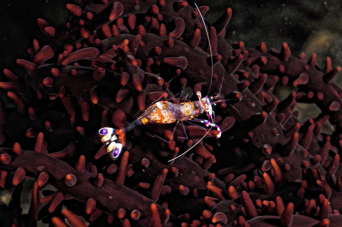 Dive cruises in Indonesia with Samambaia
