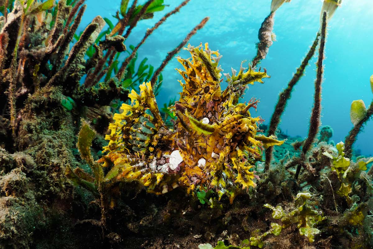 Dive cruises in Indonesia with Samambaia