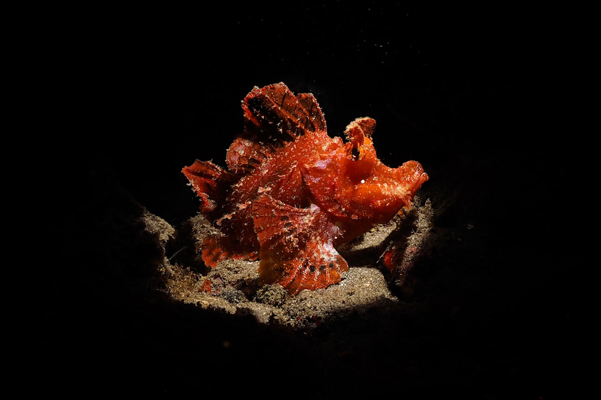 Dive cruises in Indonesia with Samambaia