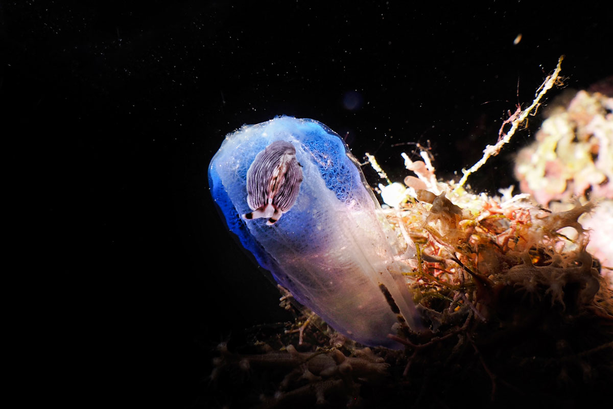 Dive cruises in Indonesia with Samambaia