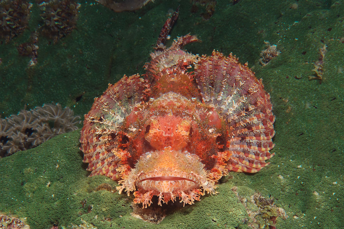 Dive cruises in Indonesia with Samambaia