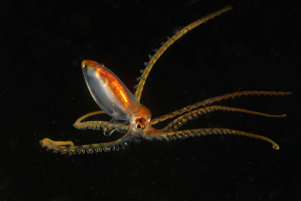 Dive cruises in Indonesia with Samambaia