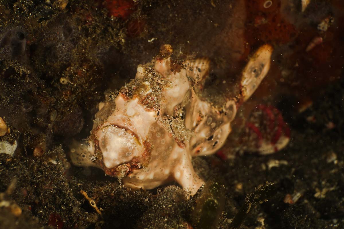 Dive cruises in Indonesia with Samambaia