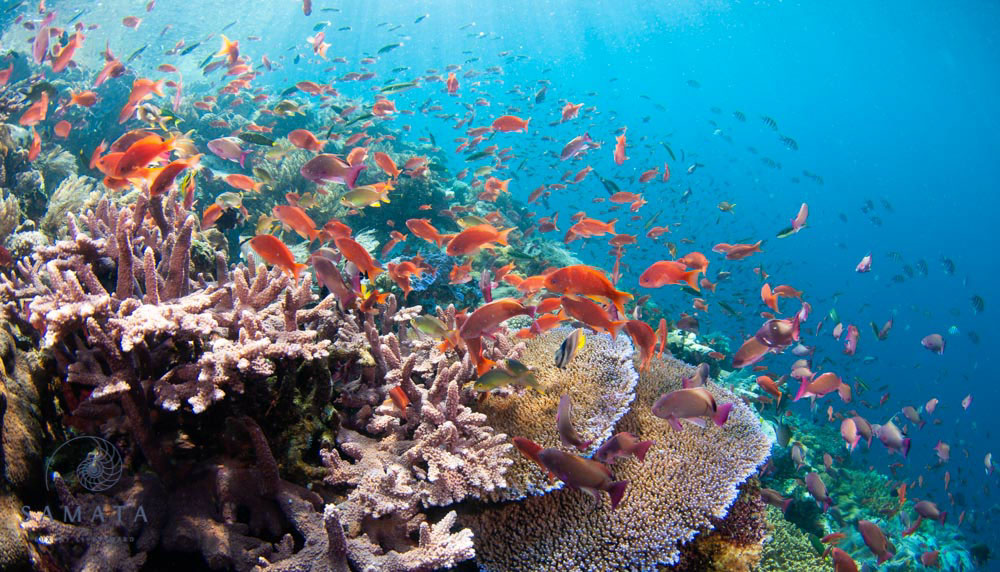 Samata luxury charters in Komodo
