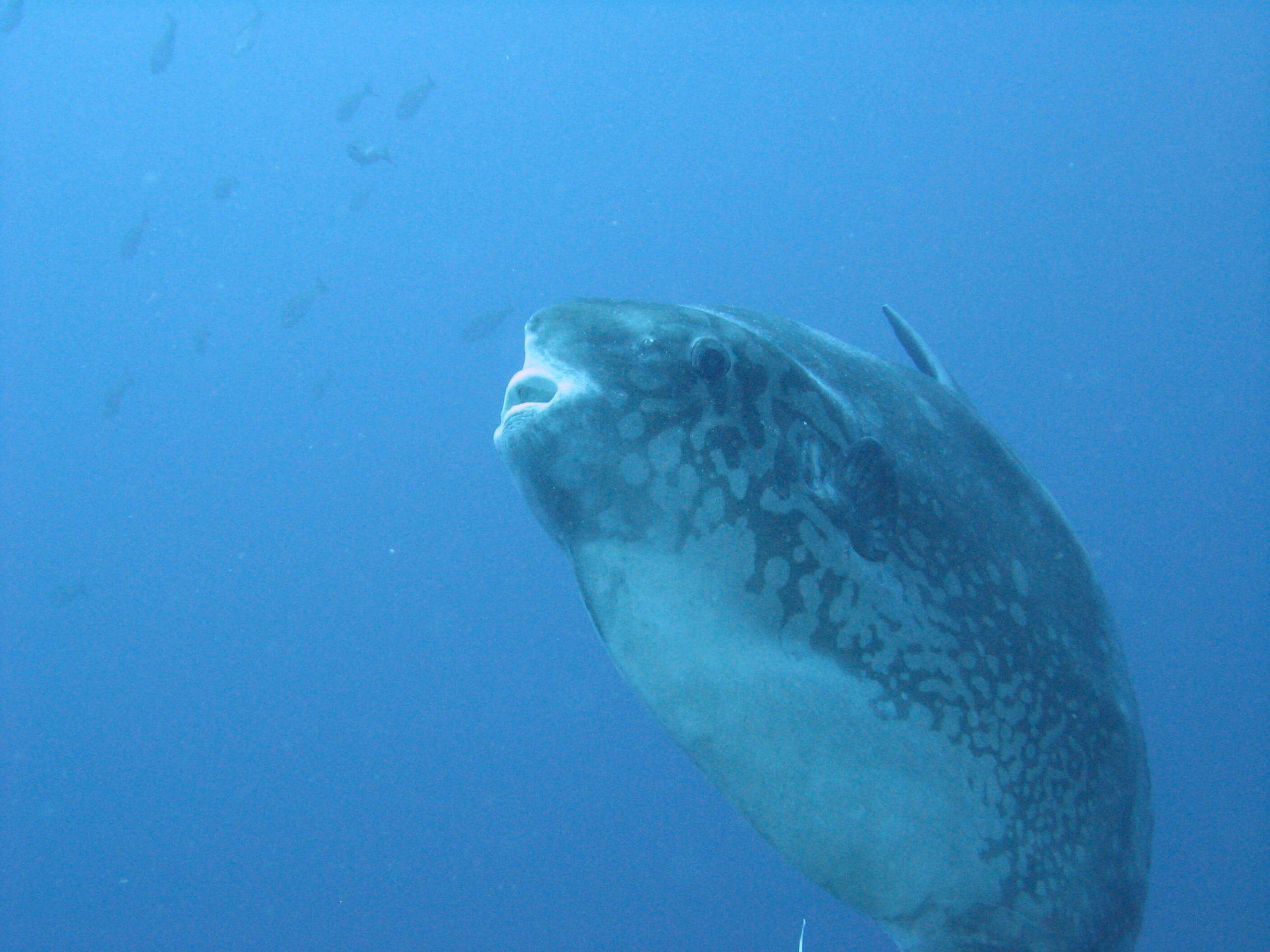 Mola mola at Savu South Alor Resort