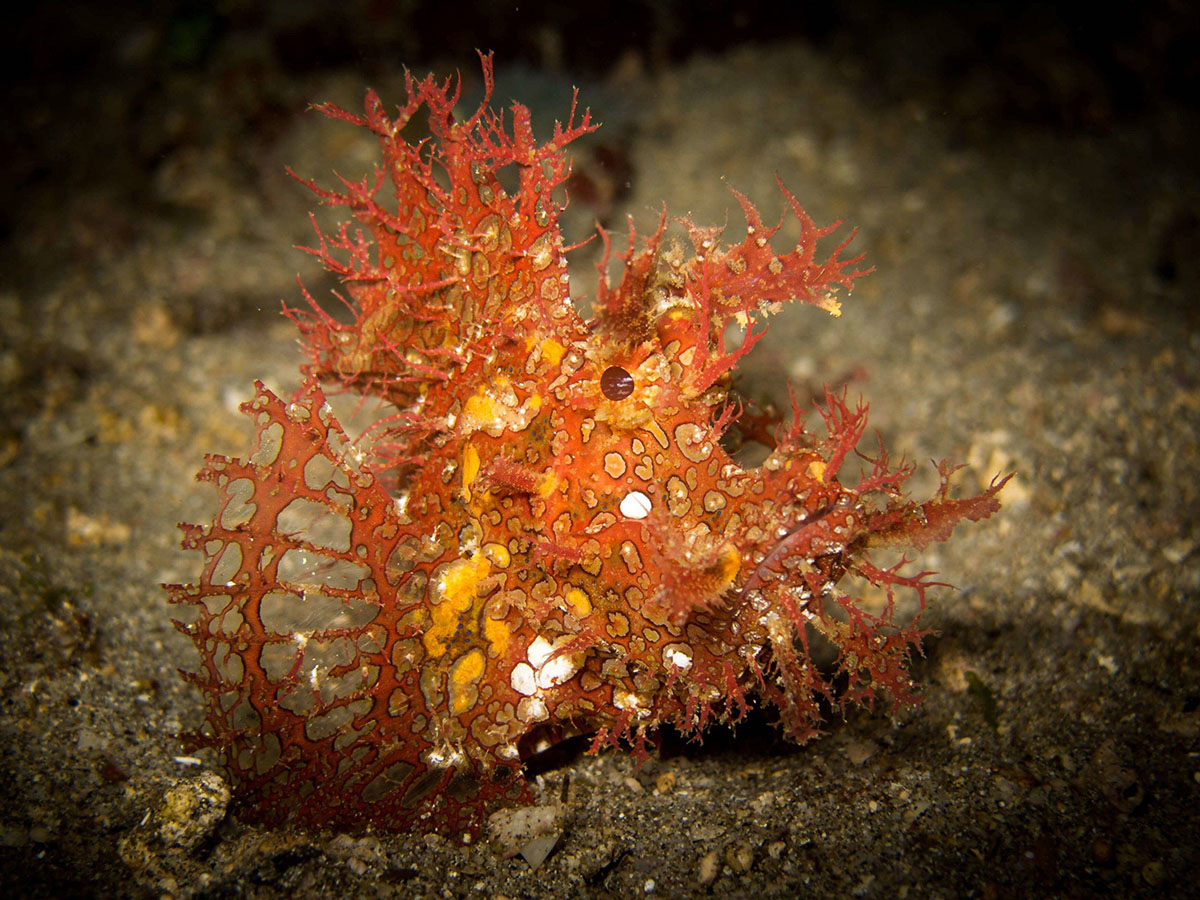 Rhinopias frondosa at Savu South Alor Resort