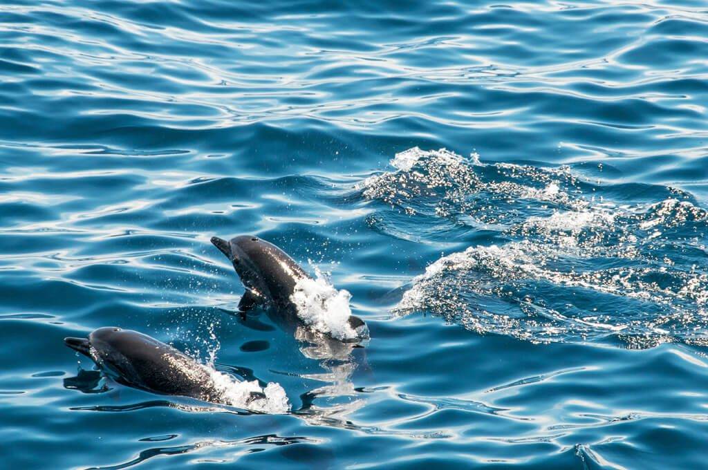 Dolphins at Savu South Alor Resort