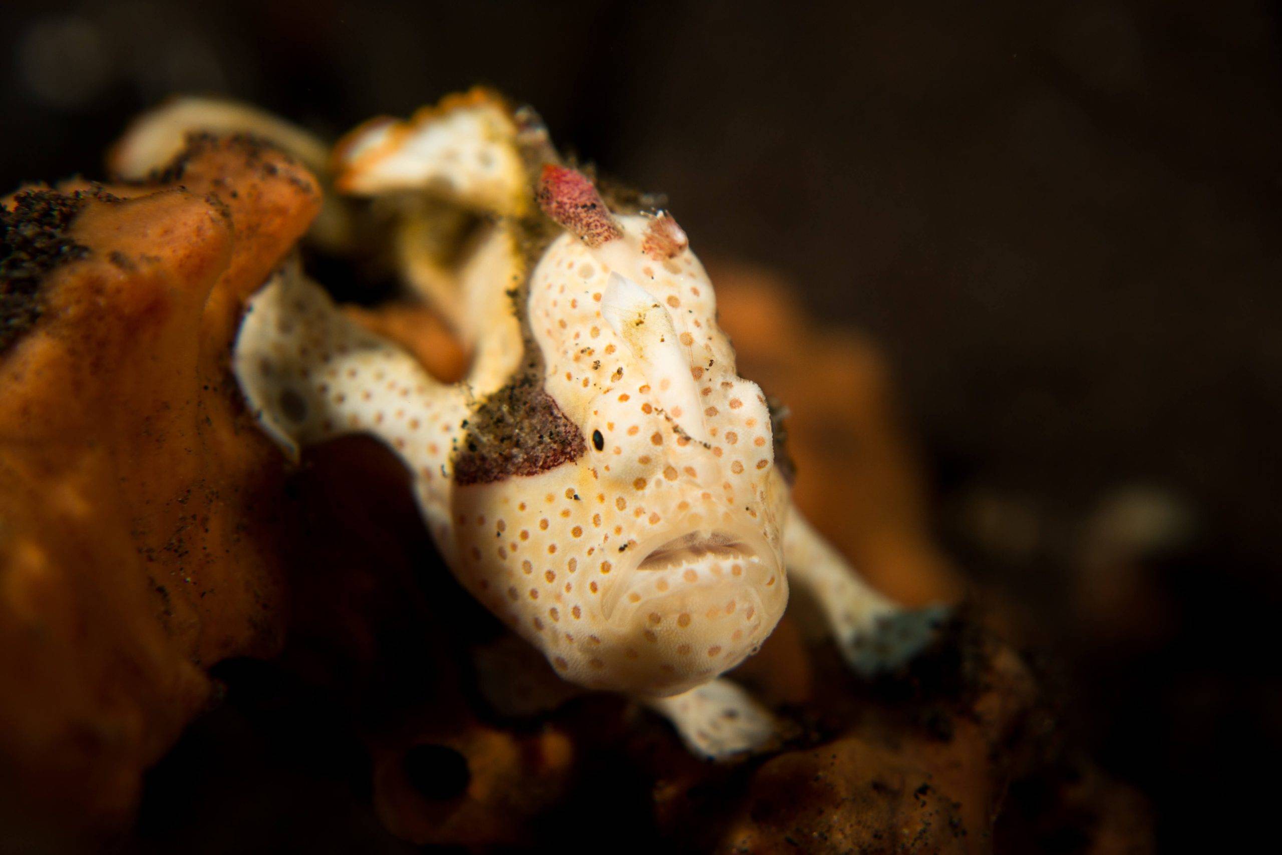 Frogfish at Savu South Alor Resort