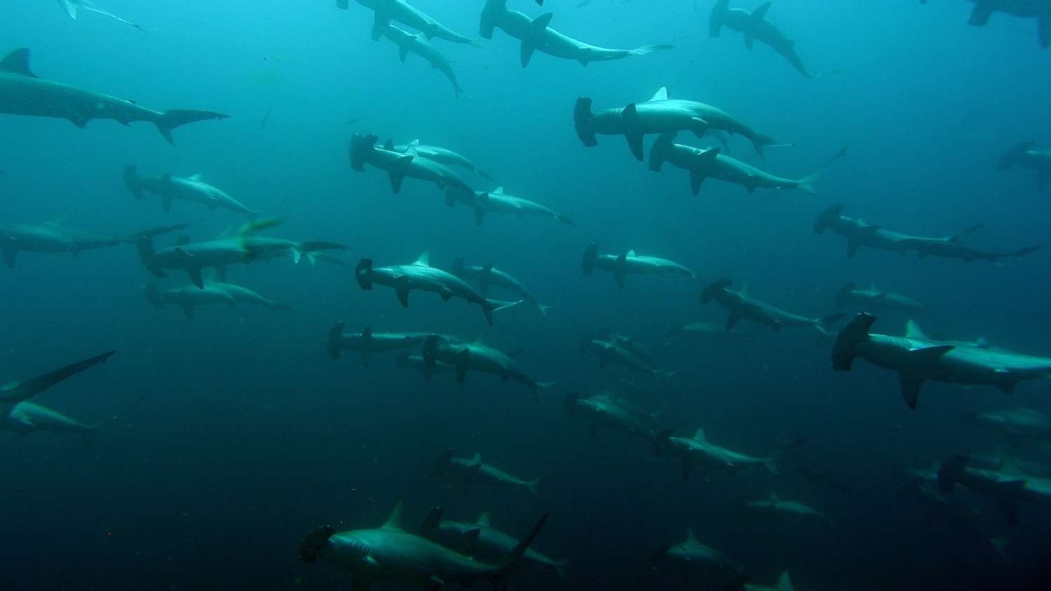 Hammerhead shark underwater photography Seahorse Liveaboard