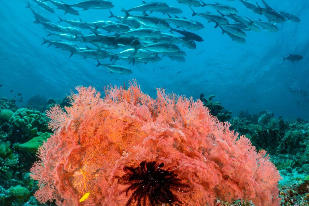 Reef diving Indonesia with MSY Seahorse