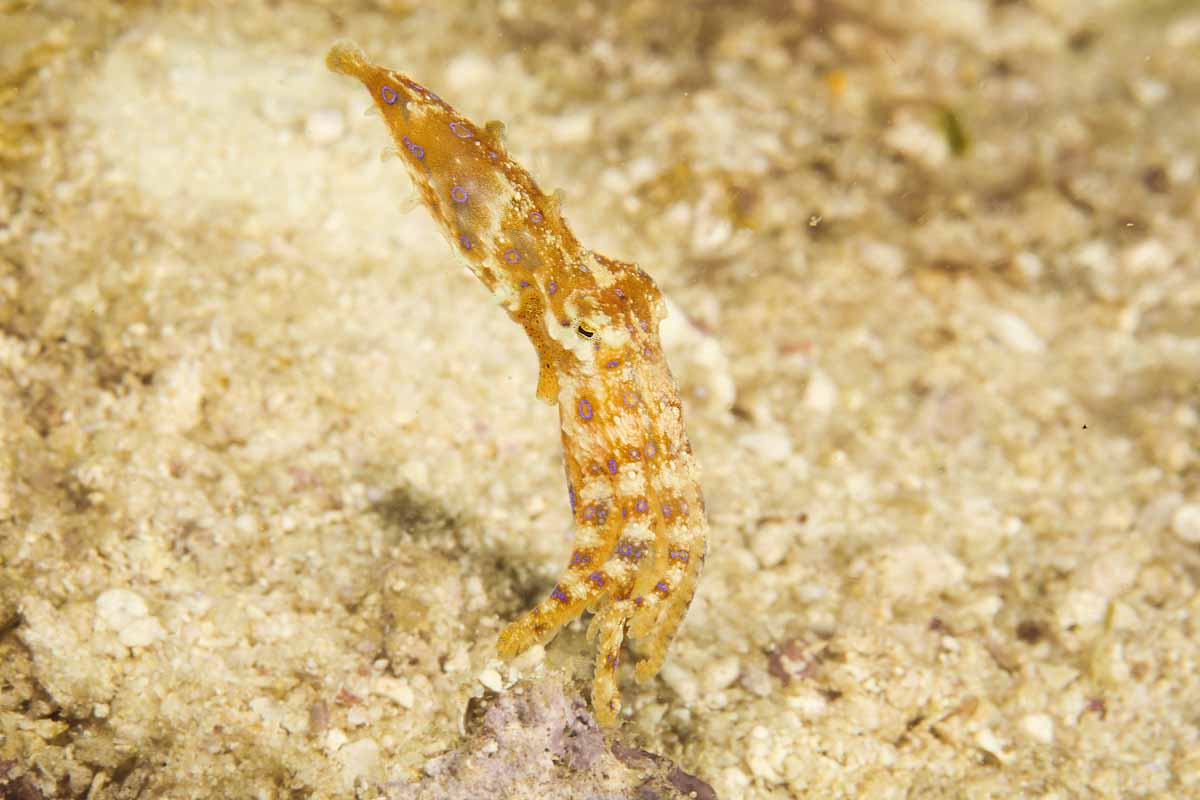 Blue-ringed octopus underwater photography Seahorse Liveaboard
