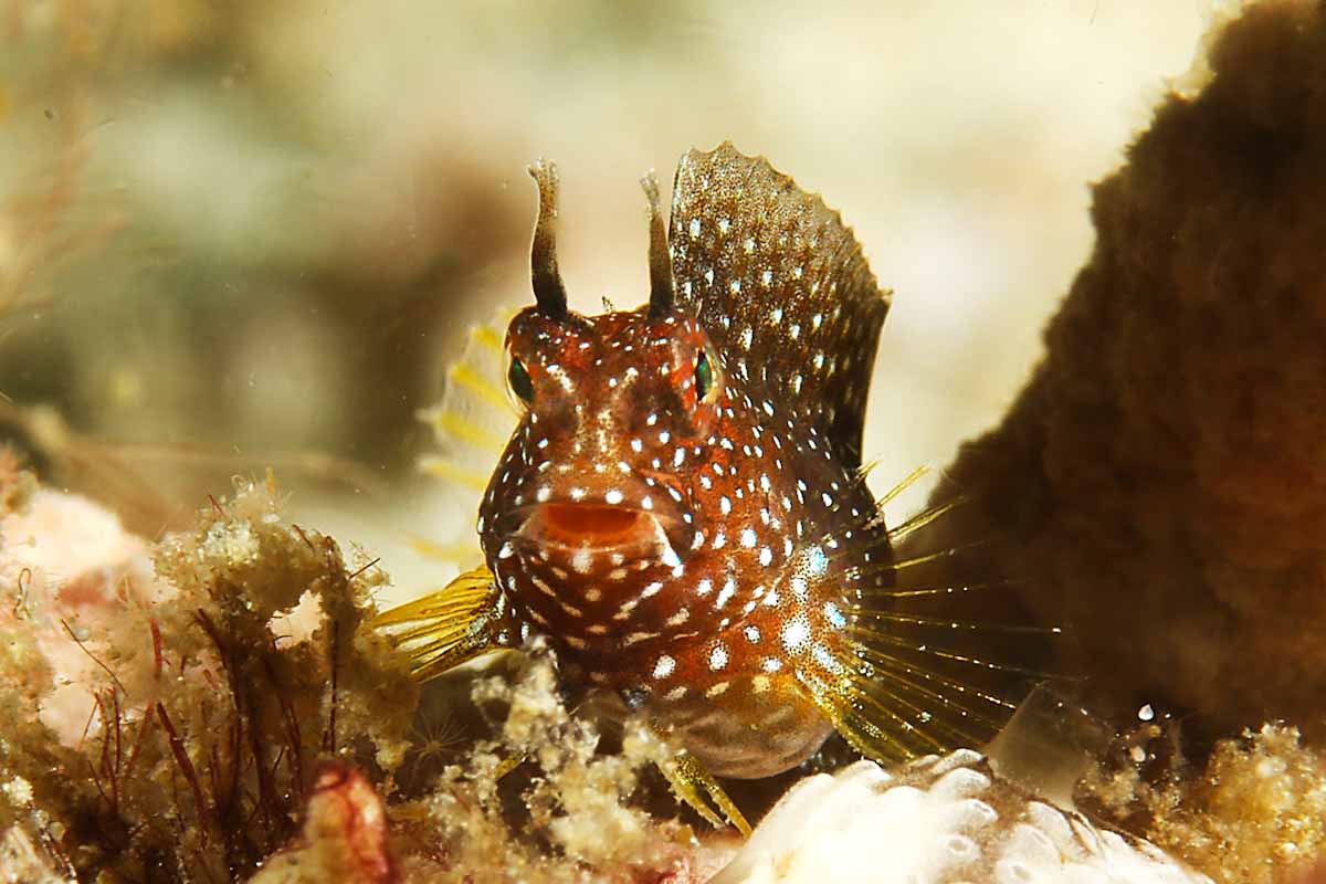 Starry blenny underwater photography Seahorse Liveaboard
