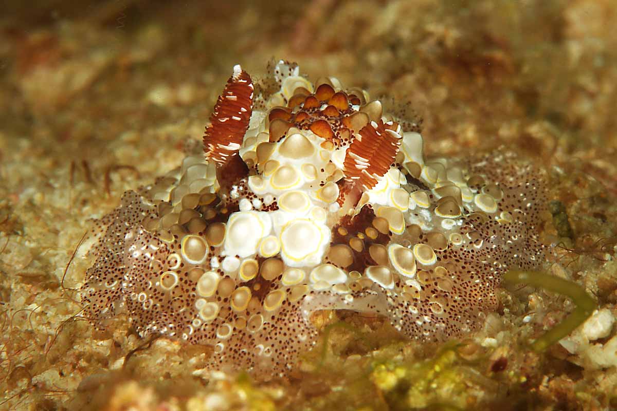 Nudibranch underwater photography Seahorse Liveaboard