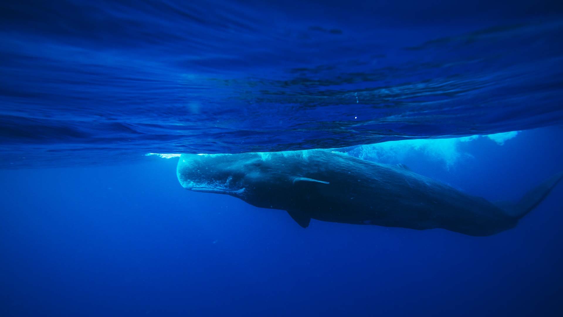Dive cruises in Indonesia with Seven Seas