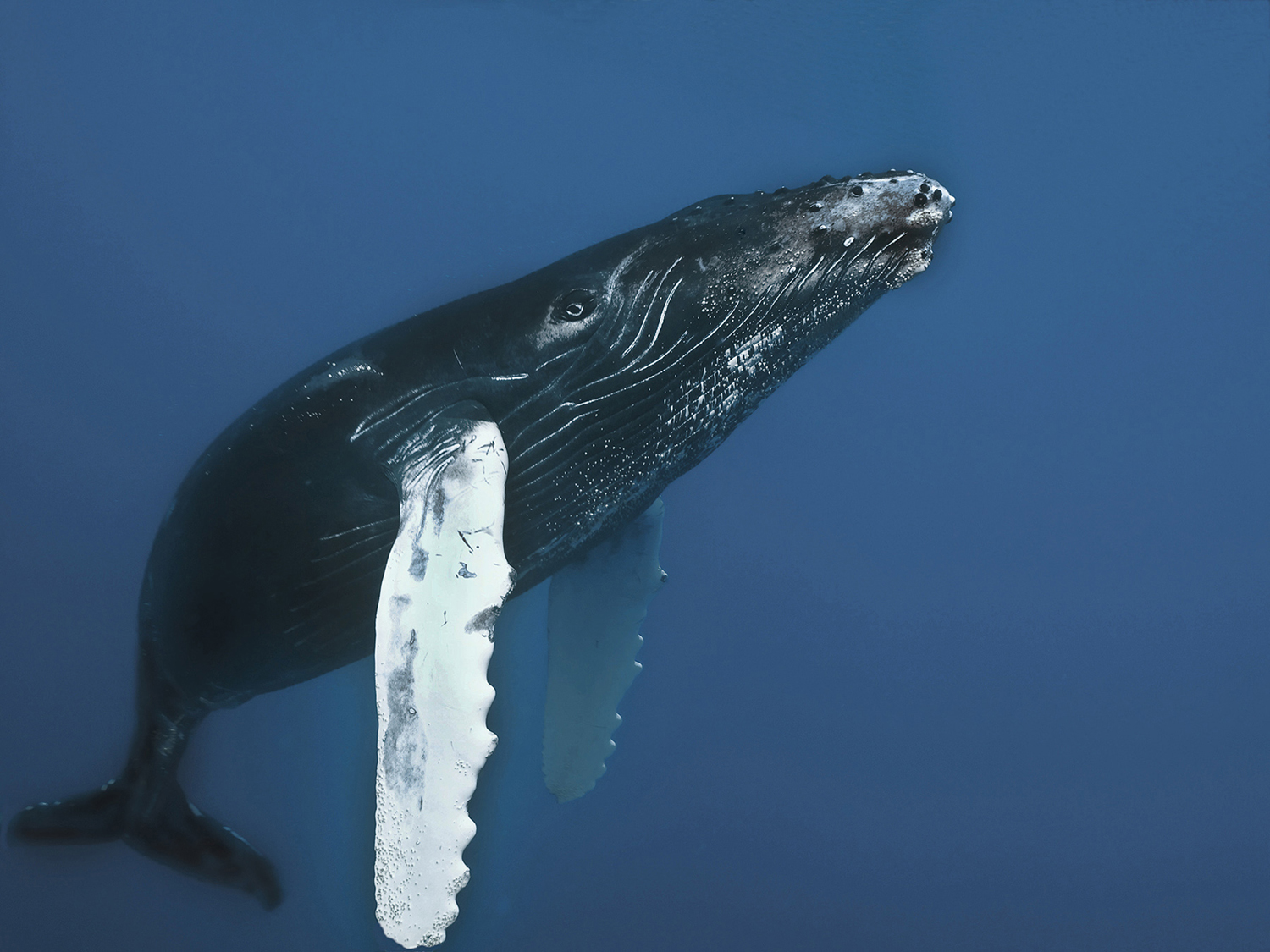 Humpback whale in Socorro 