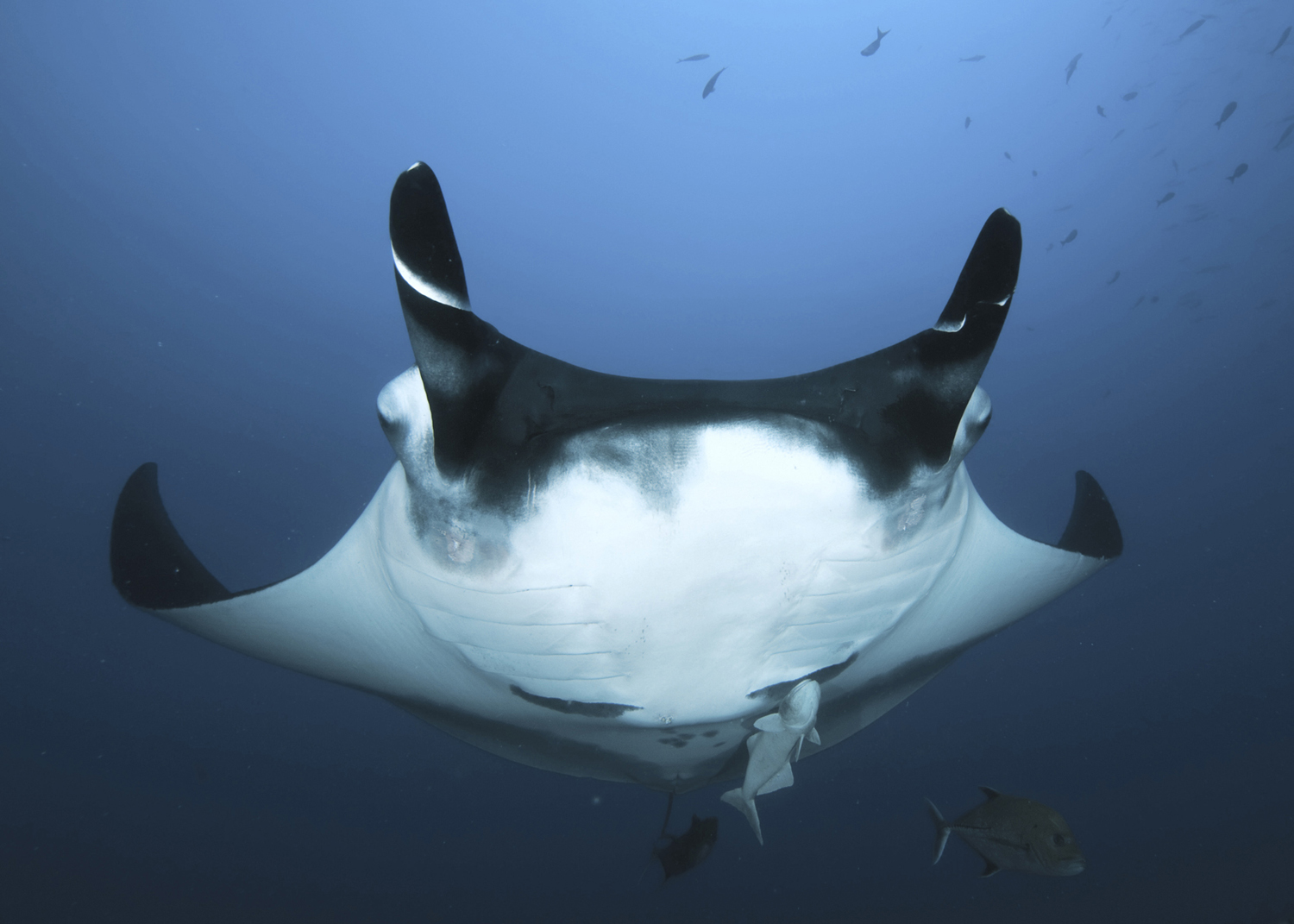 Manta diving in Socorro 